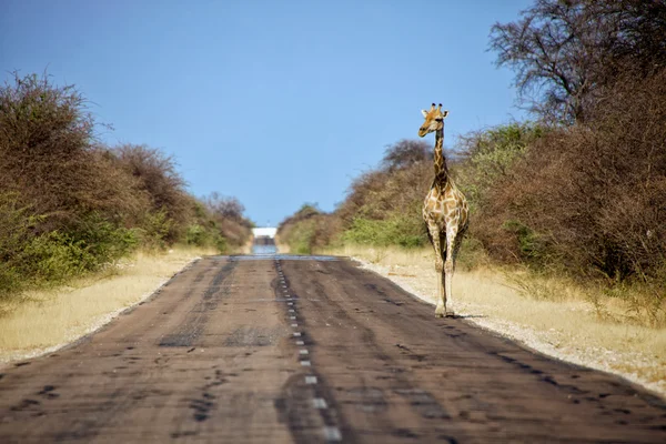A giraffe walkinbg on the road in etosha national park namibia — Stock Photo, Image