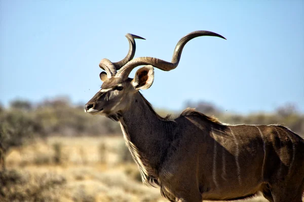 Um grande kudu no parque nacional de etosha — Fotografia de Stock