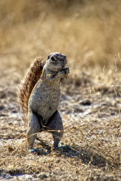 A ground squirrel in etosha national park namibia — Stock Photo, Image