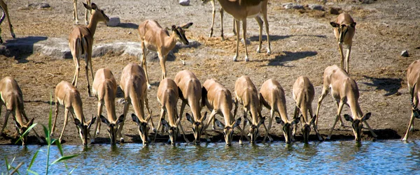 Un grupo de impala de cara negra bebiendo en un pozo de agua en Etosha Pareja Nacional —  Fotos de Stock