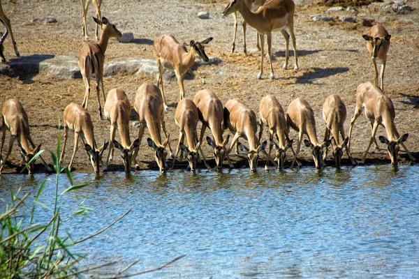 Skupina blackfaced impala pití v Napajedla na etosha národní par — Stock fotografie