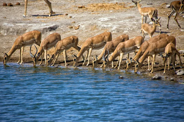 Un grupo de impala con cara de negro agua potable en el parque nacional etosha — Foto de Stock