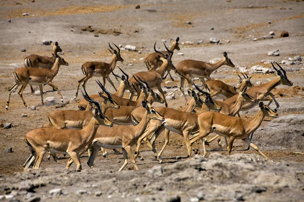 Un gruppo di impala nerastra vicino a un pozzo d'acqua al parco nazionale etosha namib — Foto Stock