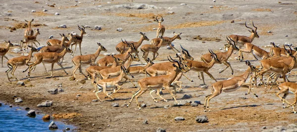 Grupa blackfaced impala ucieka w parku narodowym etosha namibia — Zdjęcie stockowe