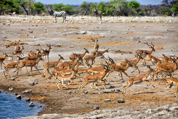 En grupp av blackfaced impala körs från ett vattenhål på etosha nation — Stockfoto