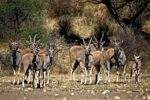 Un grupo de eland en daan viljoen game park namibia africa —  Fotos de Stock