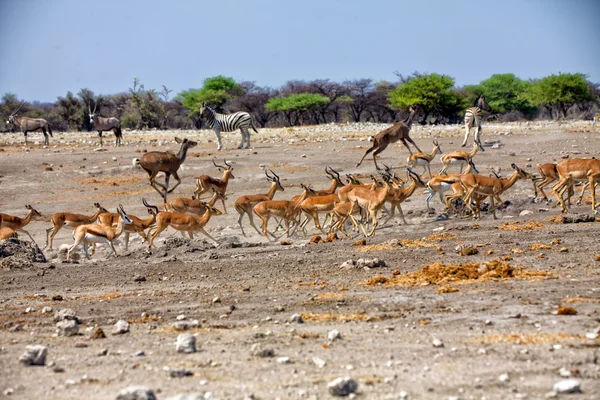 Grupa blackfaced impala Uciekasz waterhole w etosha narodu — Zdjęcie stockowe