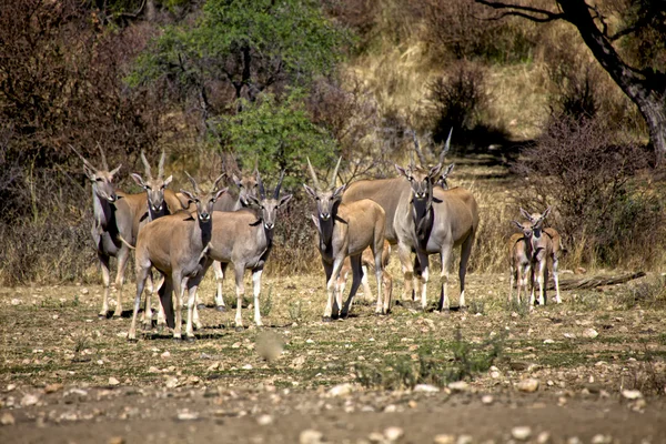 Grupa eland w daan viljoen gra park Namibii — Zdjęcie stockowe