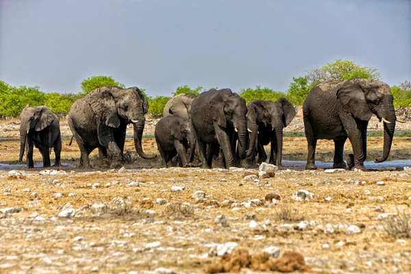 Grupę słoń przekraczania waterhole w etosha national park af Namibii — Zdjęcie stockowe