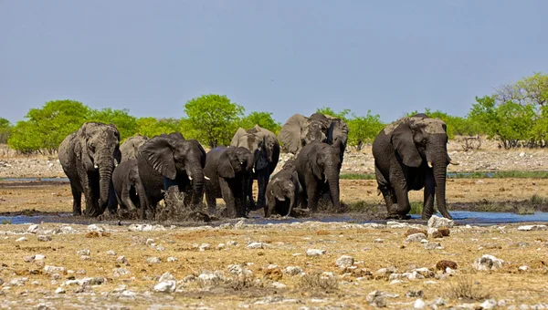 Grupę słoń przekraczania waterhole w parku narodowym etosha namibia — Zdjęcie stockowe