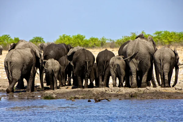 Elefánt, például egy víznyelő, etosha Nemzeti Park közelében egy csoportja — Stock Fotó