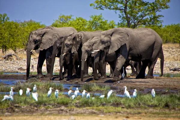 A group of elephants drinking water at etosha national park namibia — Stock Photo, Image