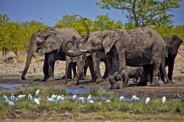 A group of elephants drinking water at etosha national park namibia africa — Stock Photo, Image