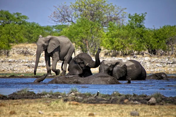 A csoport az elefántok, úszás, például egy víznyelő az etosha nemzeti parkban Namíbia — Stock Fotó