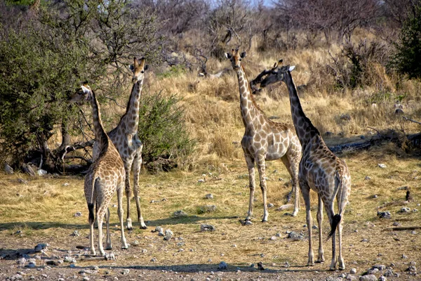 Un gruppo di quattro giraffe vicino a un pozzo d'acqua nel parco nazionale etosha namibia af — Foto Stock