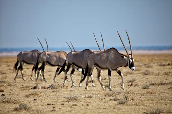 Un gruppo di quattro orici al parco nazionale etosha namibia africa — Foto Stock