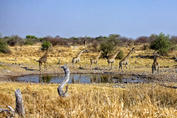 Un grupo de cuatro jirafas huyendo cerca de un pozo de agua en etosha pa nacional —  Fotos de Stock