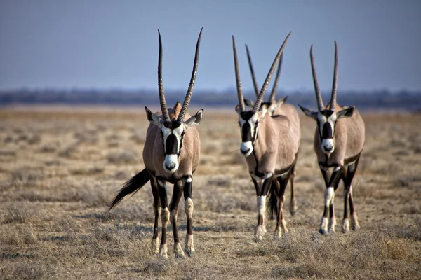 A group of four oryx at etosha natinal park namibia — Zdjęcie stockowe
