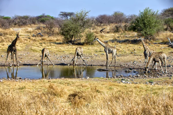 A group of giraffe at a waterhole in etosha national park namibia africa — Stock Photo, Image