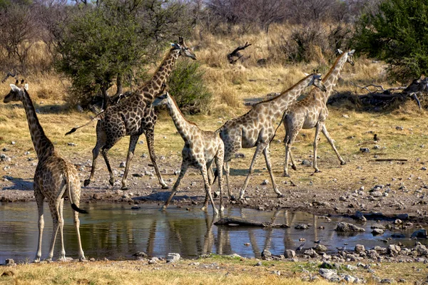 Zürafa yakınındaki bir su birikintisinin etkin Milli Parkı Namibya grubu — Stok fotoğraf