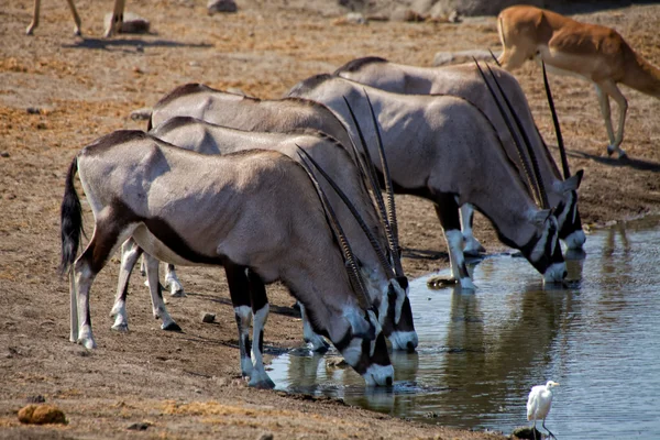 Un grupo de oryx bebiendo agua en un pozo de agua en el parque nacional etosha namib —  Fotos de Stock
