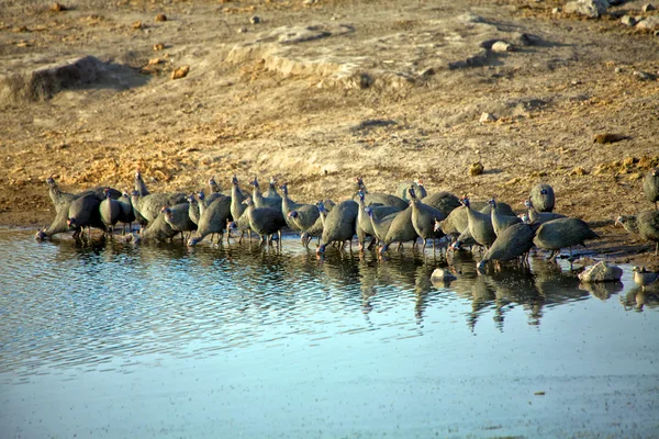Un gruppo di faraone casco nel parco nazionale etosha — Foto Stock