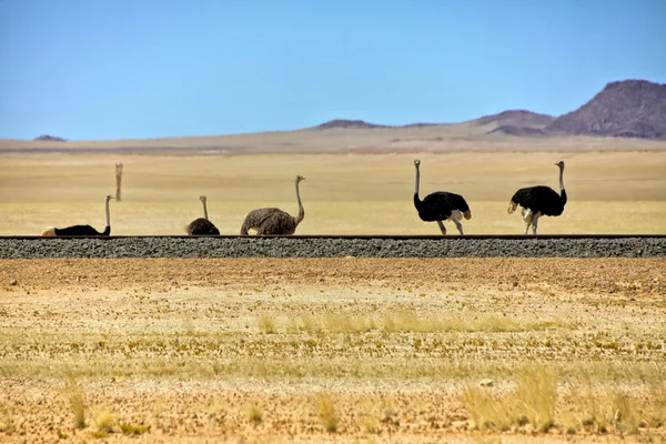 Un gruppo di struzzi lungo una ferrovia vicino a luderitz namibia africa — Foto Stock