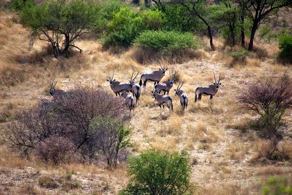 Un groupe d'oryx dans daan viljoen game park namibia — Photo