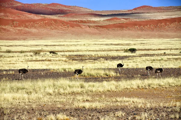 Grupa strusia przed duże wydmy w susza — Zdjęcie stockowe