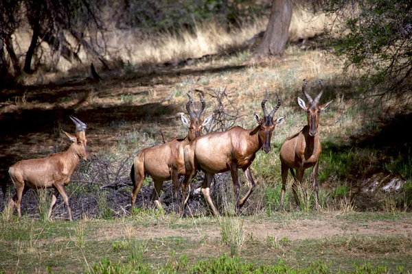 一组红色麋羚在大安 viljoen 游戏公园纳米比亚 — 图库照片