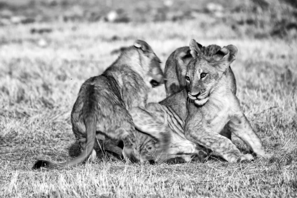 En grupp av tre lejon ungar spelar på etosha national park — Stockfoto