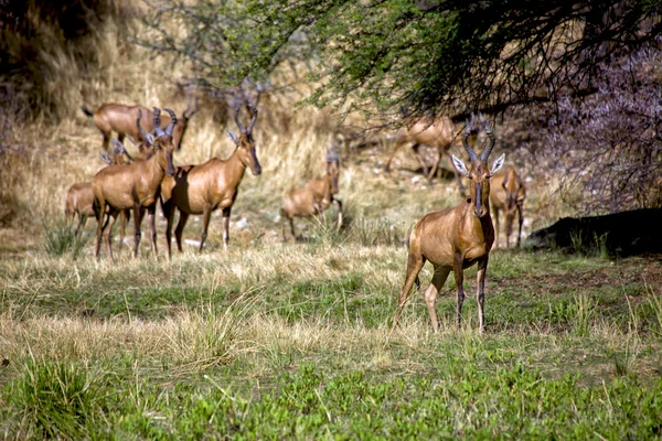 Grupa czerwonego hartebeest w daan viljoen gra park namibia Afryka — Zdjęcie stockowe