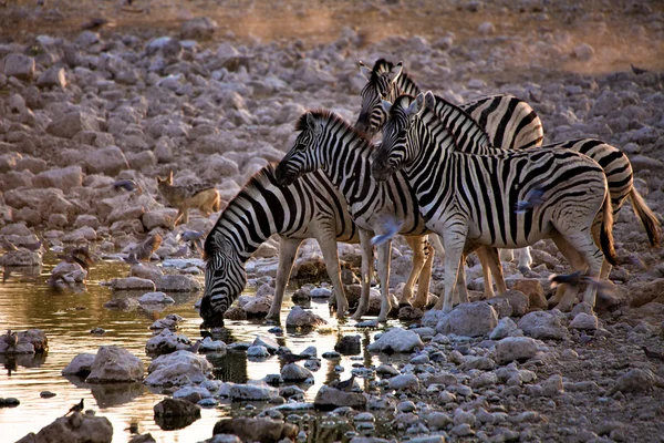 一组在埃托沙国家公园纳米比亚非洲斑马饮用水 — 图库照片