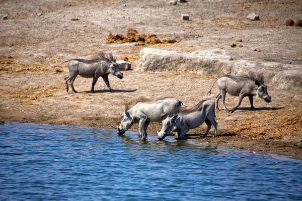 En grupp av warthog dricka i ett vattenhål på etosha national park namibia — Stockfoto