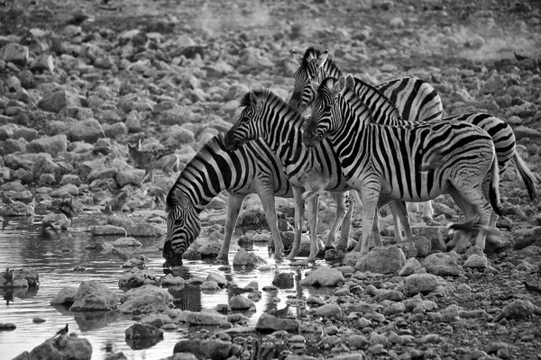 Eine gruppe von zebras trinkwasser im etosha nationalpark namibia — Stockfoto