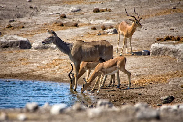 Ein kudu- und schwarzgesichtiger Impala-Trinker in einem Wasserloch bei Etoscha National — Stockfoto