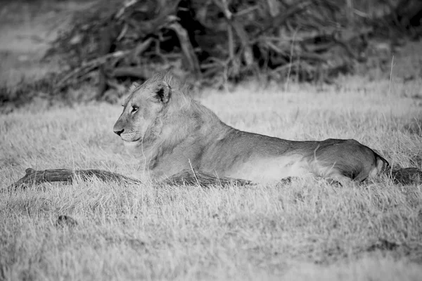 Een leeuw (panthera leo) in het gras van de etosha nationaal park — Stockfoto