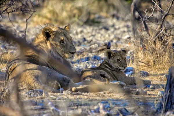 Een leeuw en zijn welp op etosha national park Namibië Afrika — Stockfoto