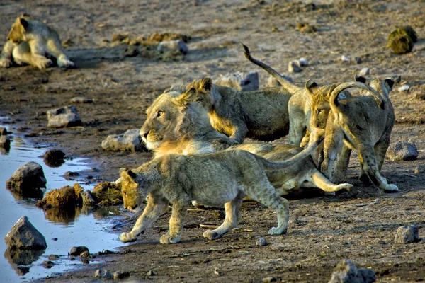Um leão e seus filhotes perto de um buraco de água no parque nacional de etosha namibia — Fotografia de Stock