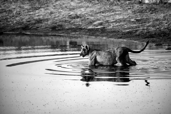 Ett lejon som passerar ett vattenhål på etosha national park — Stockfoto