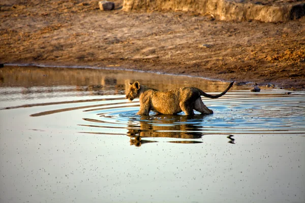 A lion crossing a waterhole at etosha national park namibia — Stock Photo, Image