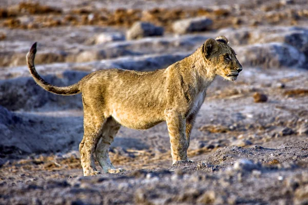 Un cucciolo di leone nel parco nazionale etosha namibia — Foto Stock