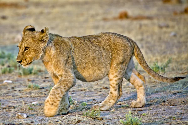 Ένα νεογέννητο λιονταράκι etosha εθνικό πάρκο Ναμίμπιας — Φωτογραφία Αρχείου