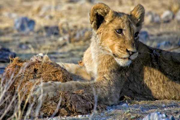 Un cucciolo di leone che gioca con il fango al parco nazionale etosha namibia — Foto Stock