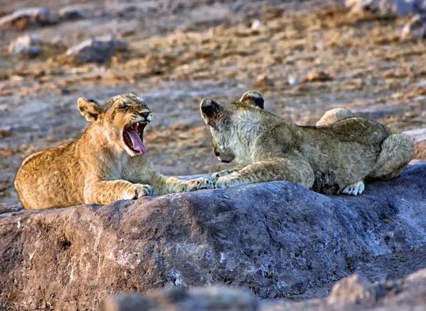 Um filhote de leão bocejando no parque nacional de etosha namibia áfrica — Fotografia de Stock