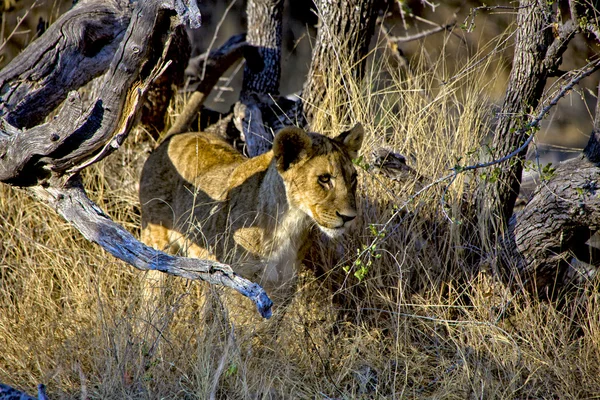 En lejon unge i högt gräs på etosha national park namibia — Stockfoto