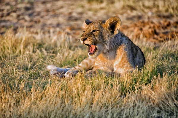 Un cachorro de León gritando en namibia Parque Nacional etosha — Stockfoto