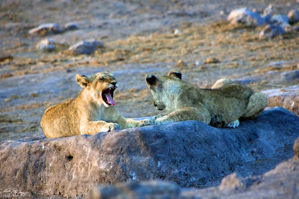 Un cucciolo di leone che sbadiglia alla namibia del parco nazionale etosha — Foto Stock