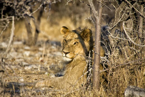 Ett lejon som tittar på mig på etosha national park namibia africa — Stockfoto