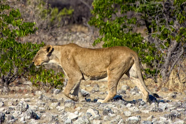Bir su birikintisinin etkin Milli Parkı Namibya, yaklaşan bir dişi aslan — Stok fotoğraf